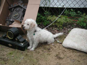 PICT0690_1200x900.jpg (235807 bytes)