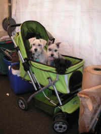 PICT7492_900x1200.jpg (82865 bytes)